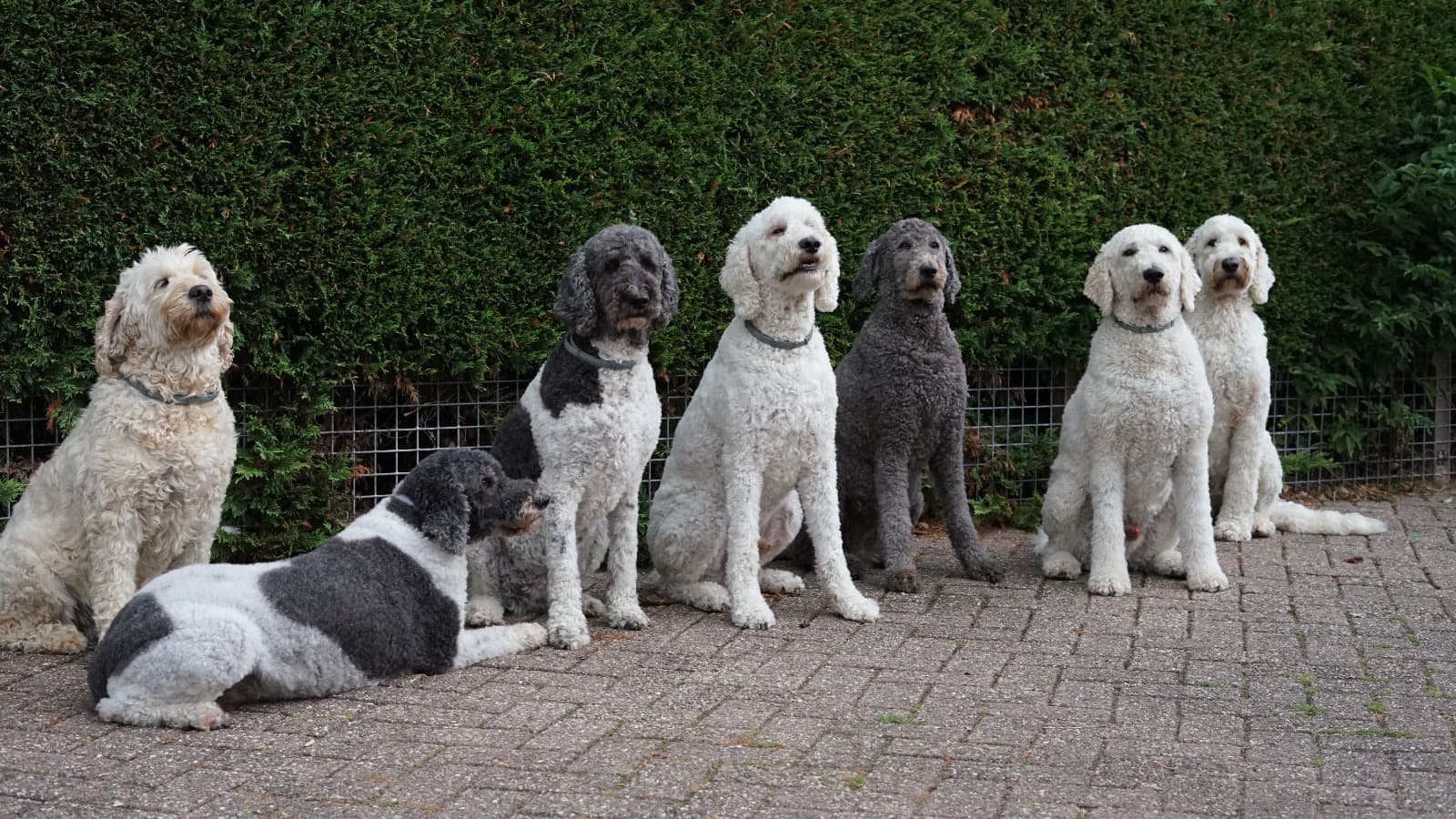Poedels, golden doodles en teckels