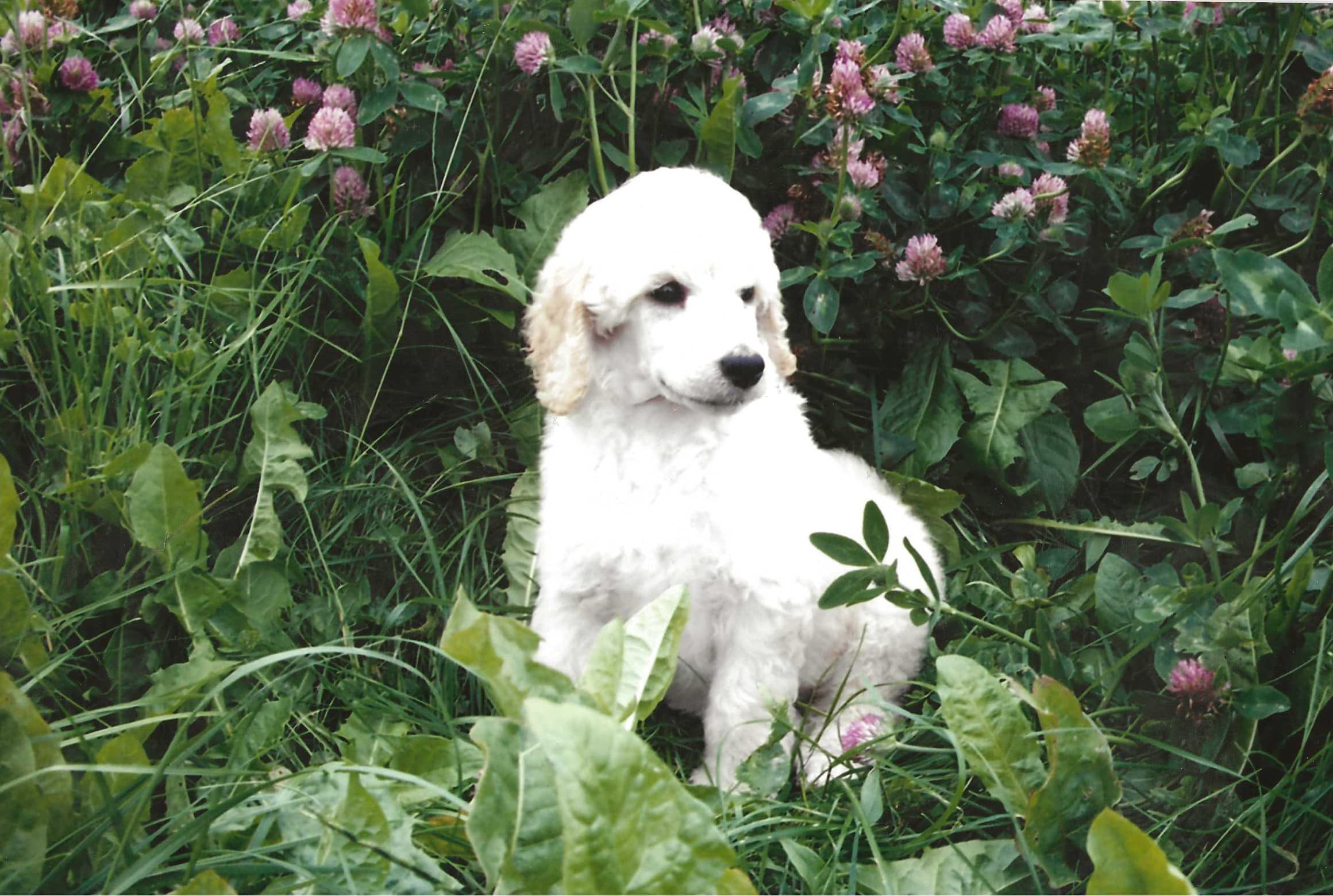 Pebbles als pup van acht weken oud, in het klavergras